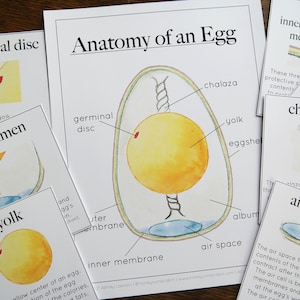 Anatomía del huevo: anatomía, hoja de estudiante y tarjetas informativas