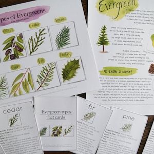 May include: A set of illustrated flashcards featuring different types of evergreen trees, including cedar, fir, pine, holly, citrus, olive, gum, and spruce. The cards include the scientific name, mature size, light, water, and facts about each type of evergreen.
