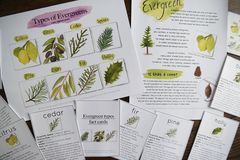 May include: A set of illustrated flashcards featuring different types of evergreen trees, including cedar, fir, pine, holly, citrus, olive, gum, and spruce. The cards include the scientific name, mature size, light, water, and facts about each type of evergreen.
