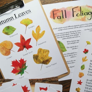 Autumn Leaves mini | Charlotte Mason Fall Nature Study