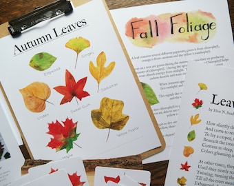 Autumn Leaves mini | Charlotte Mason Fall Nature Study