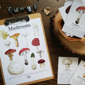 Guía de hongos y tarjetas informativas / Charlotte Mason Nature Educational Printable