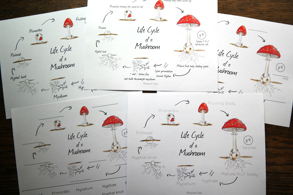 Mushroom Life Cycle Mini-poster With Leveled Age Sheets | Etsy
