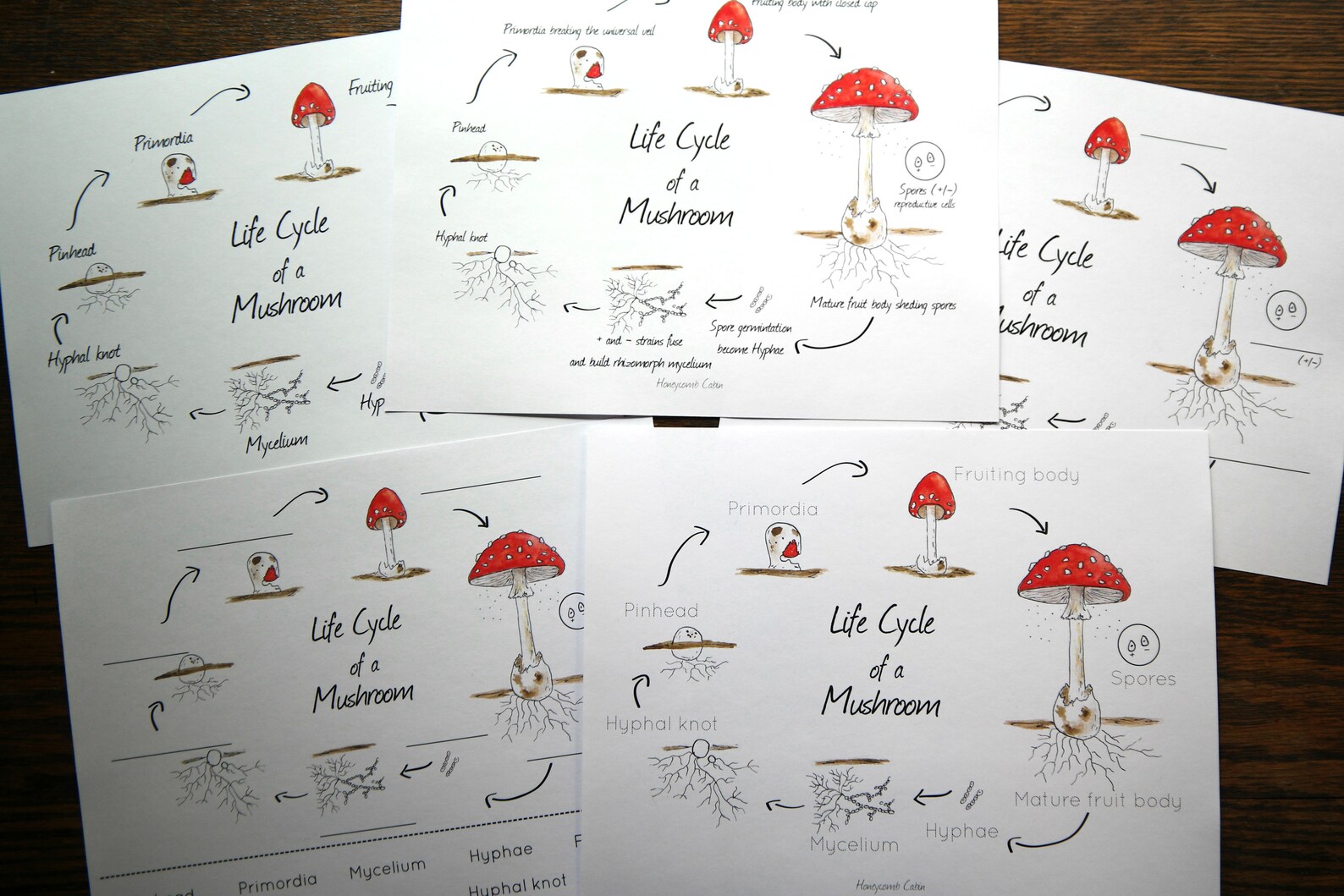 Mushroom Life Cycle Mini-poster With Leveled Age Sheets | Etsy