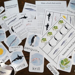 Antarctic Food Chain Mini Study With Cards and Activity | Charlotte ...