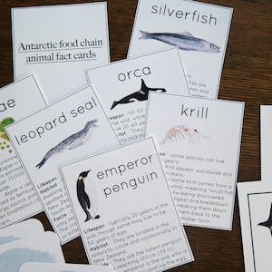 Antarctic Food Chain Mini Study With Cards and Activity | Charlotte ...