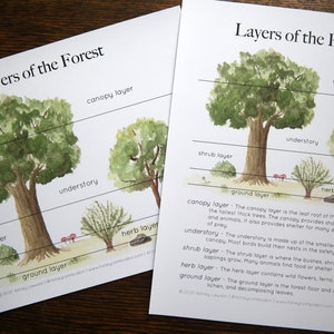 Woodland Forest Layers Mini-Poster |