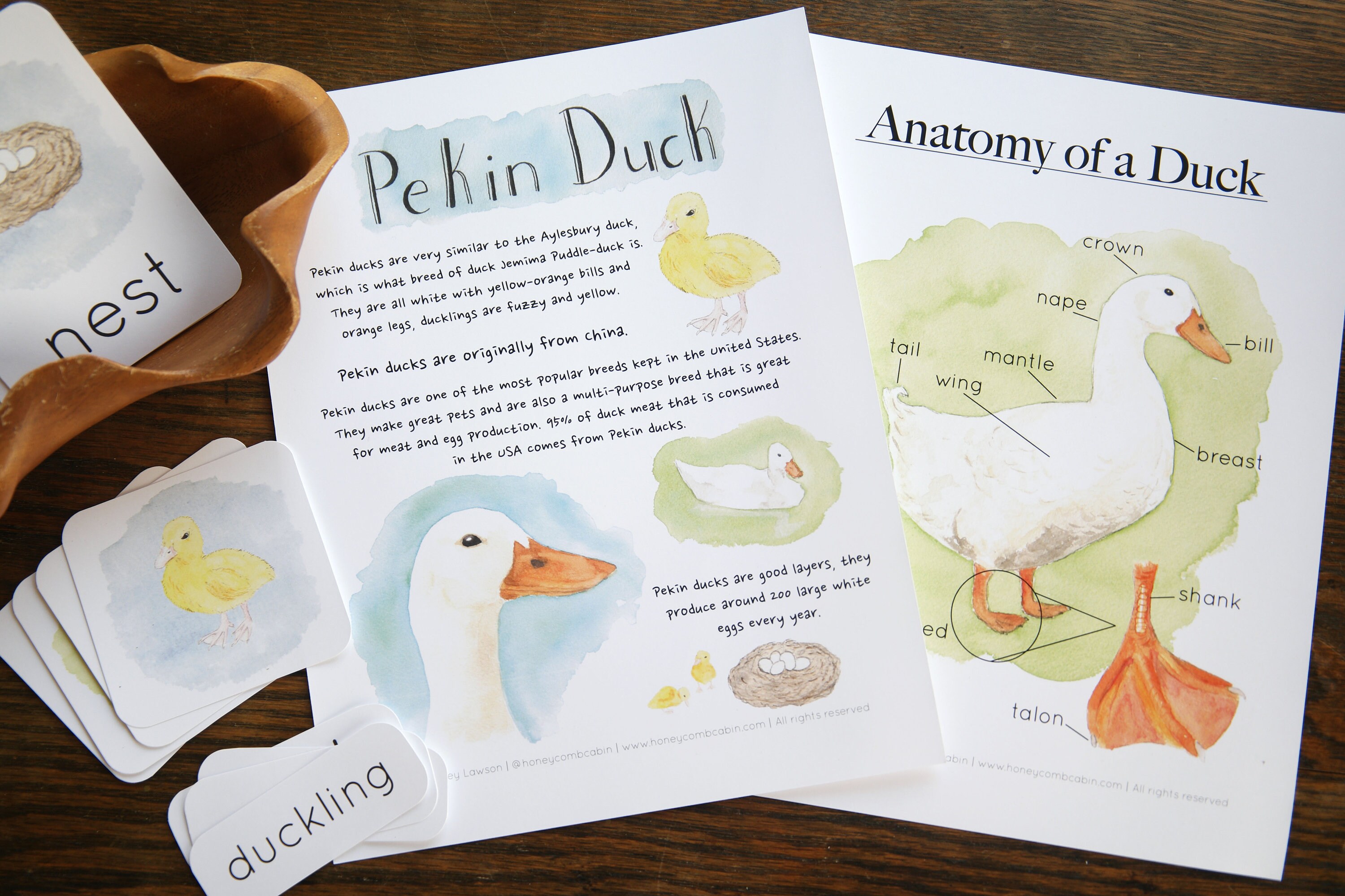 Jemima Puddle Duck Storytelling Set With Pekin Duck Study | Beatrix ...