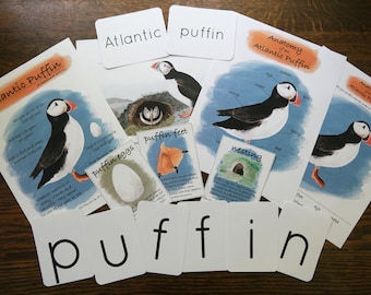 Puffin Study | Charlotte Mason Nature Study Homeschool Printable