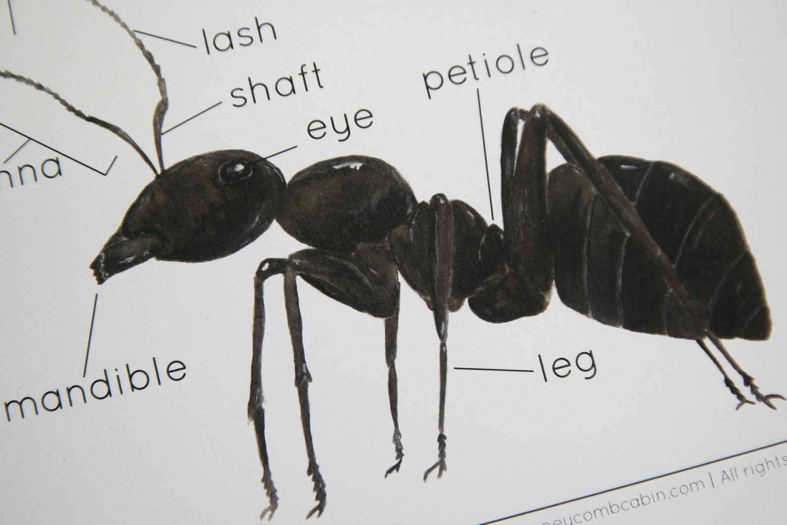 Ant Bundle | Charlotte Mason Nature Study Homeschool Printable - Etsy