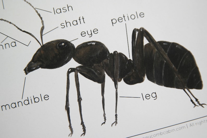 Ant Bundle | Charlotte Mason Nature Study Homeschool Printable - Etsy