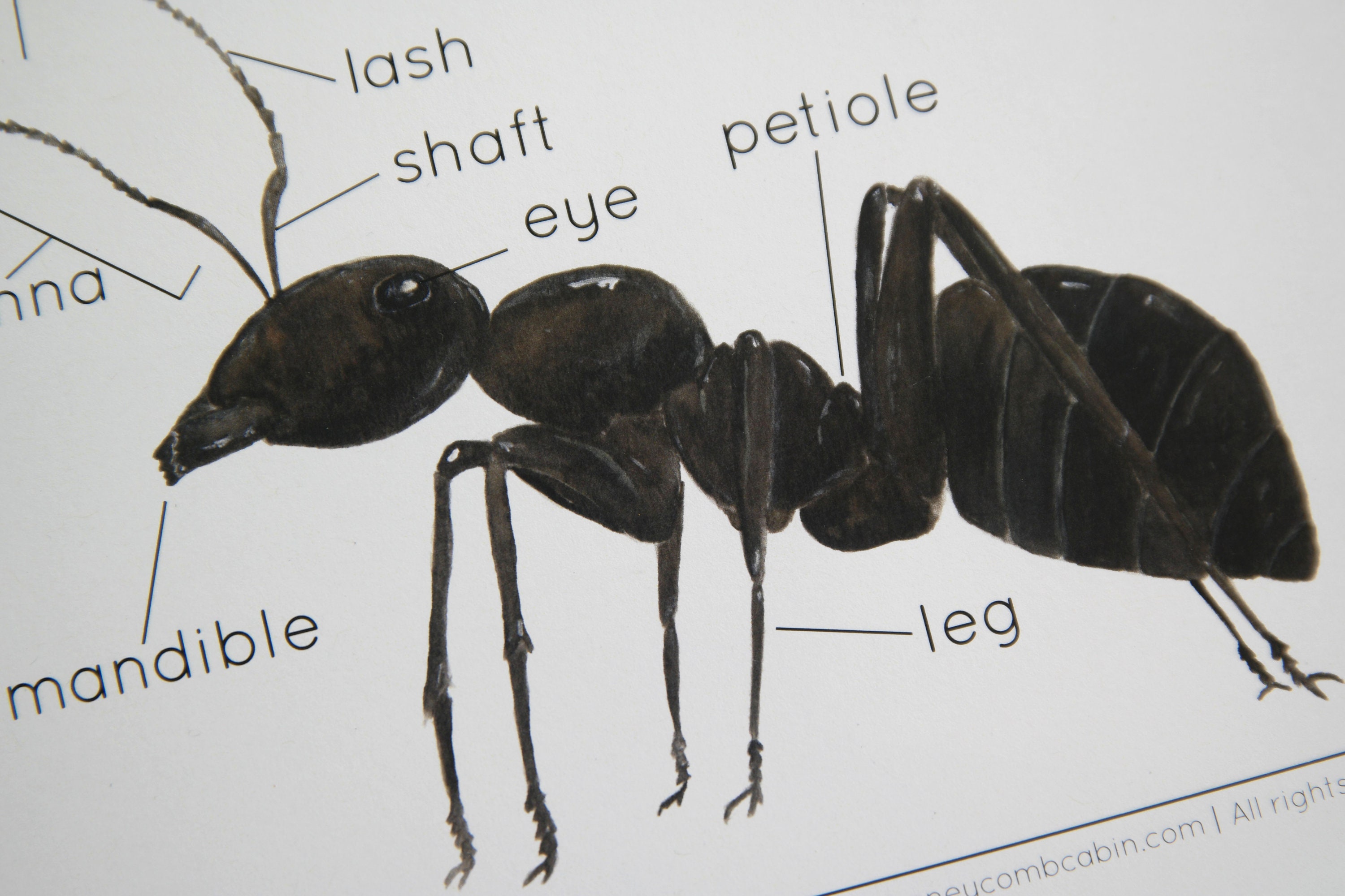 Ant Bundle | Charlotte Mason Nature Study Homeschool Printable - Etsy