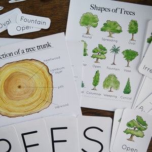 Tree studies bundle Nature study, Charlotte Mason, Homeschool, Printable image 4