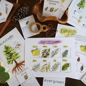 May include: A set of educational cards and posters about evergreen trees. The cards feature illustrations of different types of evergreens, including pine, cedar, spruce, and holly. The posters include information about the anatomy of a conifer, the life cycle of a conifer, and types of evergreens.