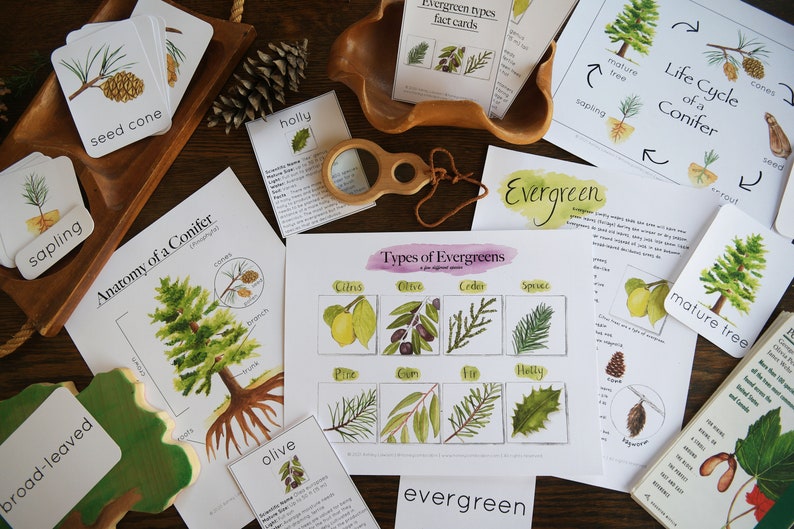 May include: A set of educational cards and posters about evergreen trees. The cards feature illustrations of different types of evergreens, including pine, cedar, spruce, and holly. The posters include information about the anatomy of a conifer, the life cycle of a conifer, and types of evergreens.