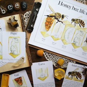 Ciclo de vida de las abejas y tarjetas / Charlotte Mason Nature Educational Resource