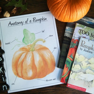 Anatomy of a Pumpkin