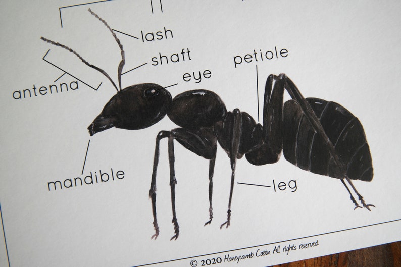 Anatomy of an Ant | Homeschool, Charlotte Mason, Printable, Montessori ...