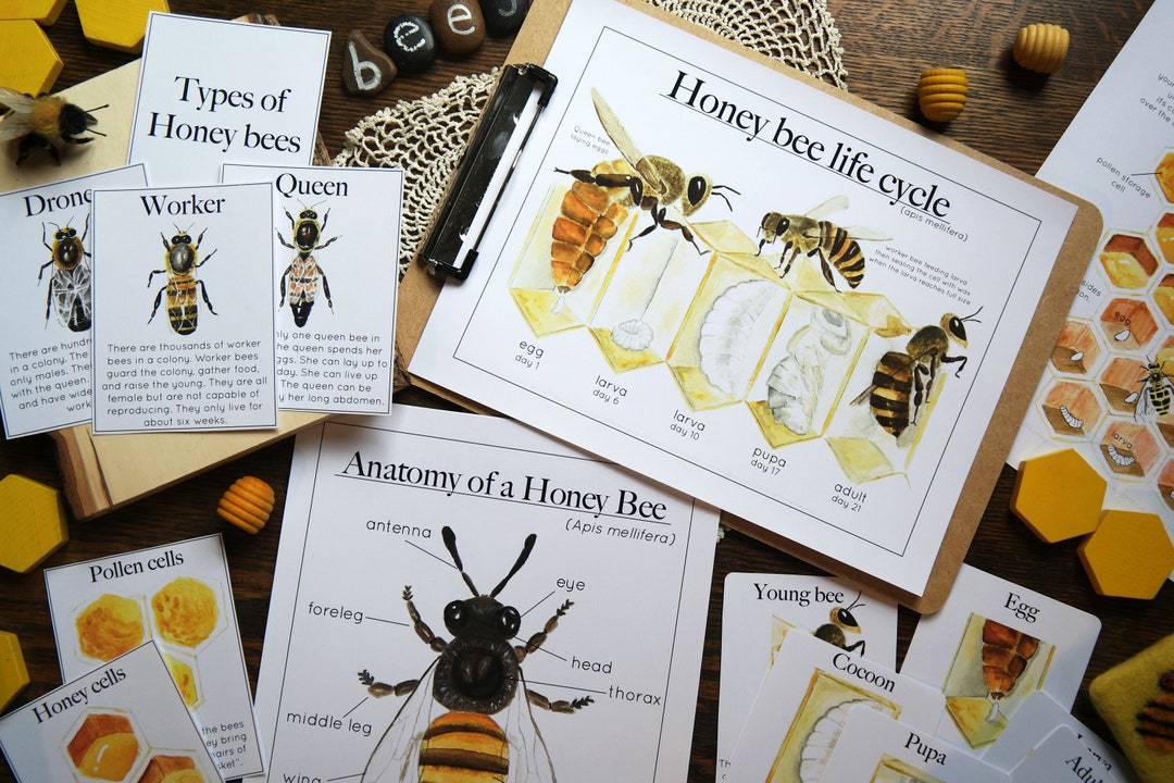 Honey Bee Bundle | Nature Study Charlotte Mason Homeschool Printable - Etsy