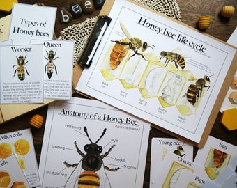 Honey bee bundle | Nature study Charlotte Mason Homeschool Printable