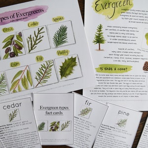 Árboles de hoja perenne, algunas especies con tarjetas informativas / Charlotte Mason Nature Journal Evergreen Printable