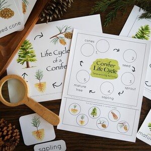 May include: A printable worksheet for a sequencing activity about the life cycle of a conifer. The worksheet includes illustrations of a seed cone, sprout, sapling, mature tree, and cones. The worksheet also includes a title that says "Conifer Life Cycle Sequencing Activity".