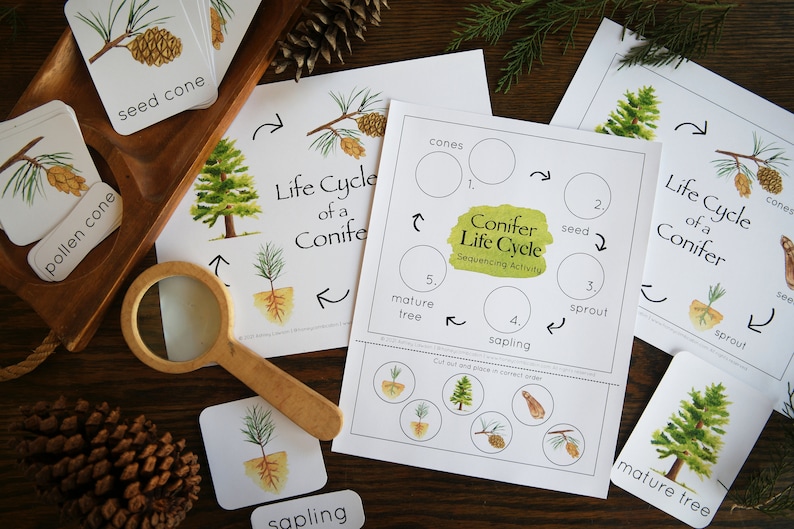 May include: A printable worksheet for a sequencing activity about the life cycle of a conifer. The worksheet includes illustrations of a seed cone, sprout, sapling, mature tree, and cones. The worksheet also includes a title that says "Conifer Life Cycle Sequencing Activity".