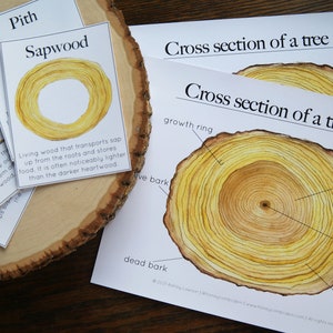 Dwarsdoorsnede van een boomstam | Charlotte Mason Homeschool natuur educatieve afdrukbare