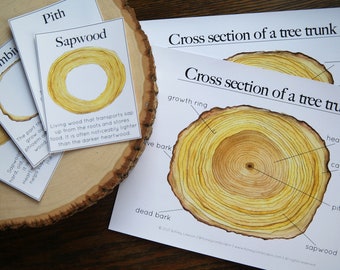 Cross section of a tree trunk | Charlotte Mason Homeschool Nature Educational Printable