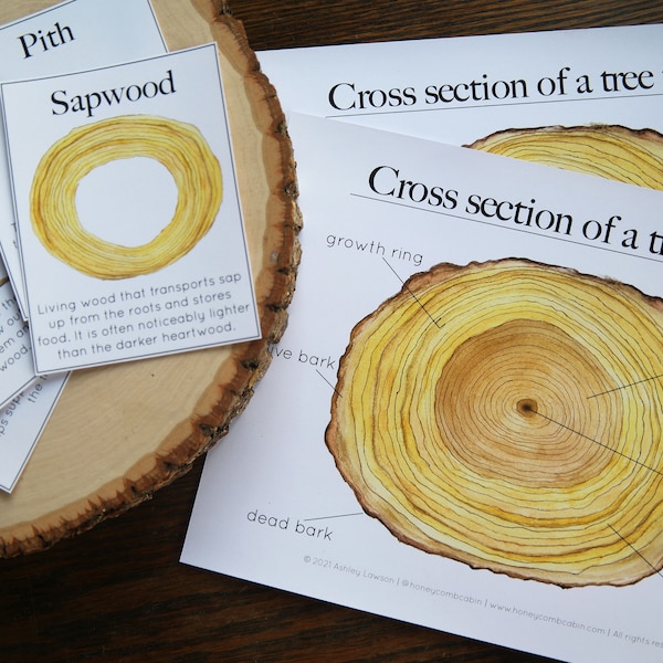 Cross section of a tree trunk | Charlotte Mason Homeschool Nature Educational Printable