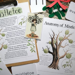 Mistletoe Investigation Set | Homeschool Educational Charlotte Mason Nature Study