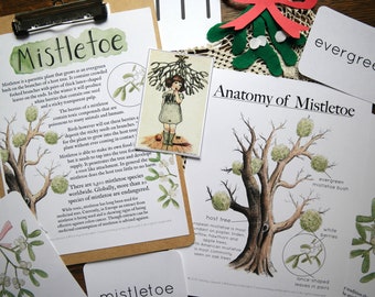 Mistletoe Investigation Set | Homeschool Educational Charlotte Mason Nature Study