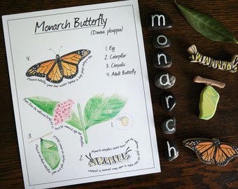 Monarch Butterfly Life cycle mini-poster