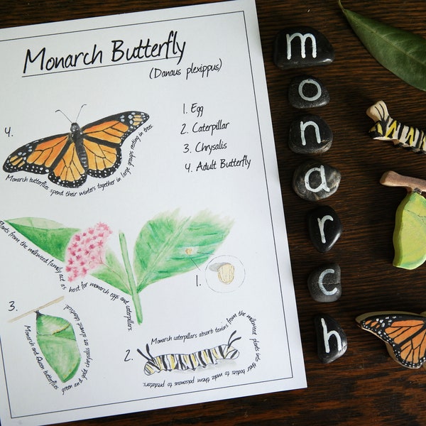 Monarch Butterfly Life cycle mini-poster