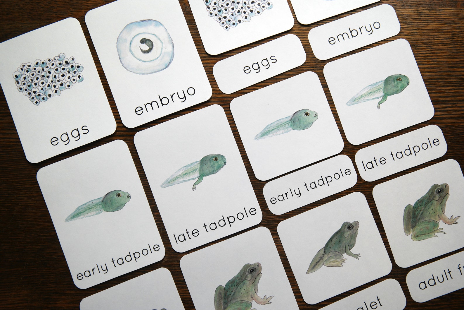 Frog Life Cycle Cards Mini-poster and Bunting Montessori - Etsy