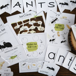 Ant Bundle | Charlotte Mason Nature Study Homeschool Printable