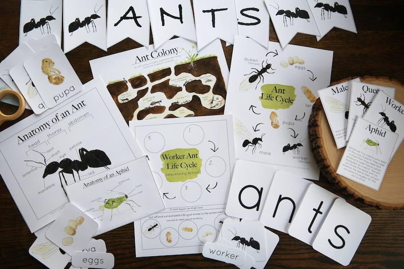 Ant Bundle | Charlotte Mason Nature Study Homeschool Printable - Etsy