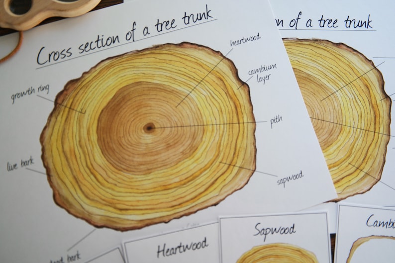 Cross section of a tree trunk Etsy