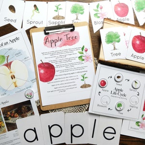 Apple Bundle | Autumn Harvest, Nature study, Charlotte Mason, Homeschool, Printable