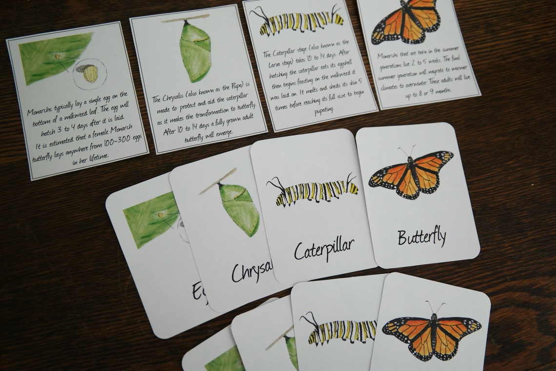 Monarch Butterfly Life Cycle Cards Informational and 3-part - Etsy