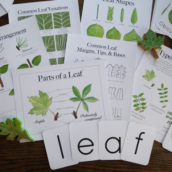 Leaf Bundle - Charlotte Mason Leaves Homeschool Nature Study Educational Printable Parts Shapes and Types