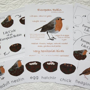 European robin life cycle | Charlotte Mason Homeschool Nature Study Spring Bird Printable