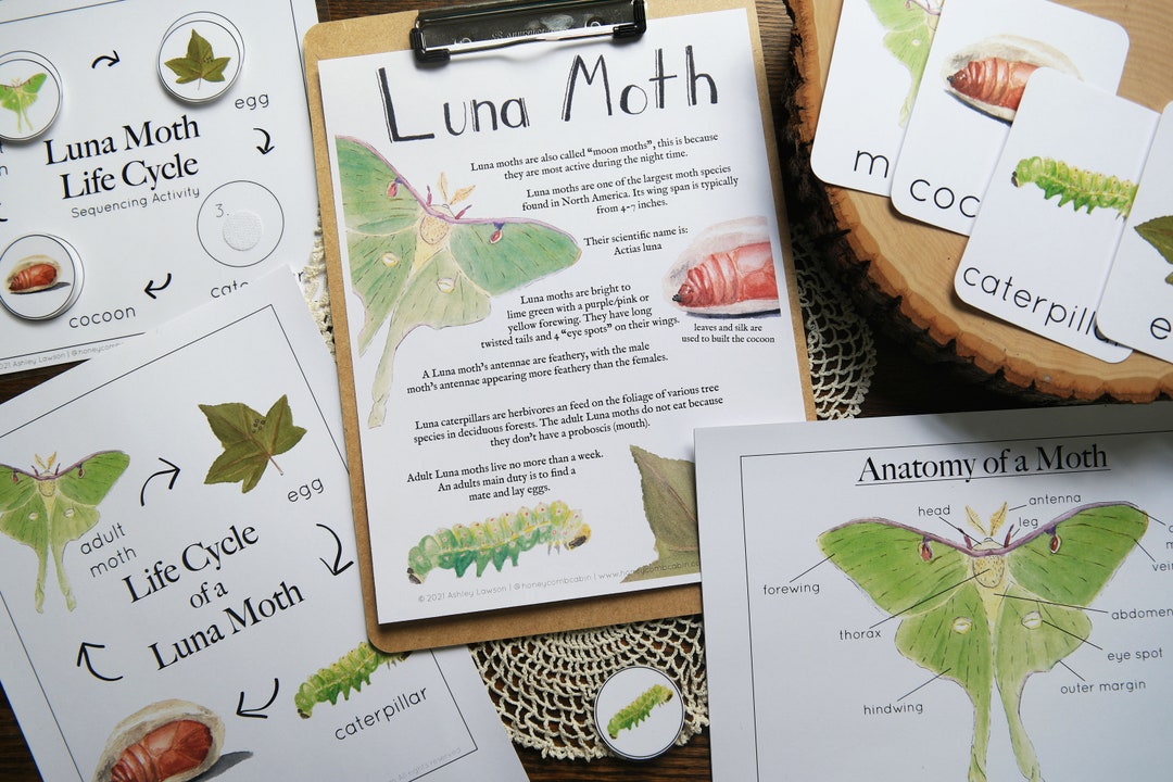 Luna Moth Mini Set Charlotte Mason Homeschool Moth Life Cycle ...