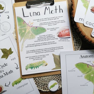 Puede incluir: Un conjunto de tarjetas educativas imprimibles sobre el ciclo de vida de la polilla Luna. Las tarjetas presentan ilustraciones de la polilla en diferentes etapas de su ciclo de vida, incluyendo el huevo, la oruga, el capullo y la polilla adulta. Las tarjetas también incluyen texto que describe el ciclo de vida y la anatomie de la polilla Luna.