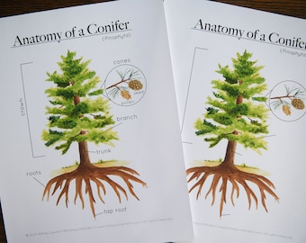 Anatomy of a Conifer tree | Nature Educational Printable