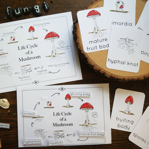 Mushroom Life Cycle Mini-poster With Leveled Age Sheets - Etsy