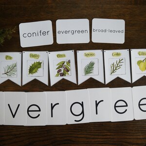 May include: A set of flashcards with the words "conifer", "evergreen", and "broad-leaved" on them. There are also several flags with illustrations of different types of leaves and the words "corn", "pine", "holly", "olive", "spruce", "cedar", "citrus", and "fir" on them. The word "evergreen" is spelled out on a set of cards below the flags.