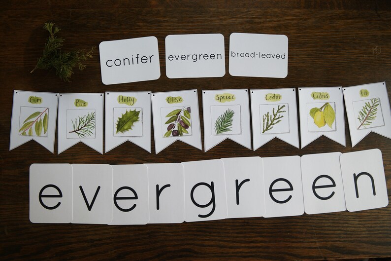 May include: A set of flashcards with the words "conifer", "evergreen", and "broad-leaved" on them. There are also several flags with illustrations of different types of leaves and the words "corn", "pine", "holly", "olive", "spruce", "cedar", "citrus", and "fir" on them. The word "evergreen" is spelled out on a set of cards below the flags.