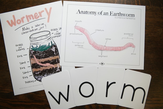 Anatomy of a Worm and Wormery Activity With Record Charlotte Mason