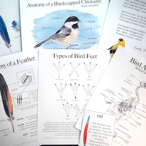 Bird Bundle Anatomy, Feather, Feet, Skeleton Charlotte Mason Homeschool Nature Study image 1